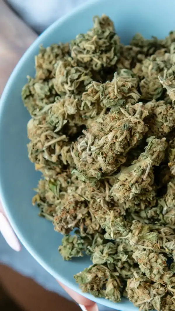 A bowl full of cannabis.