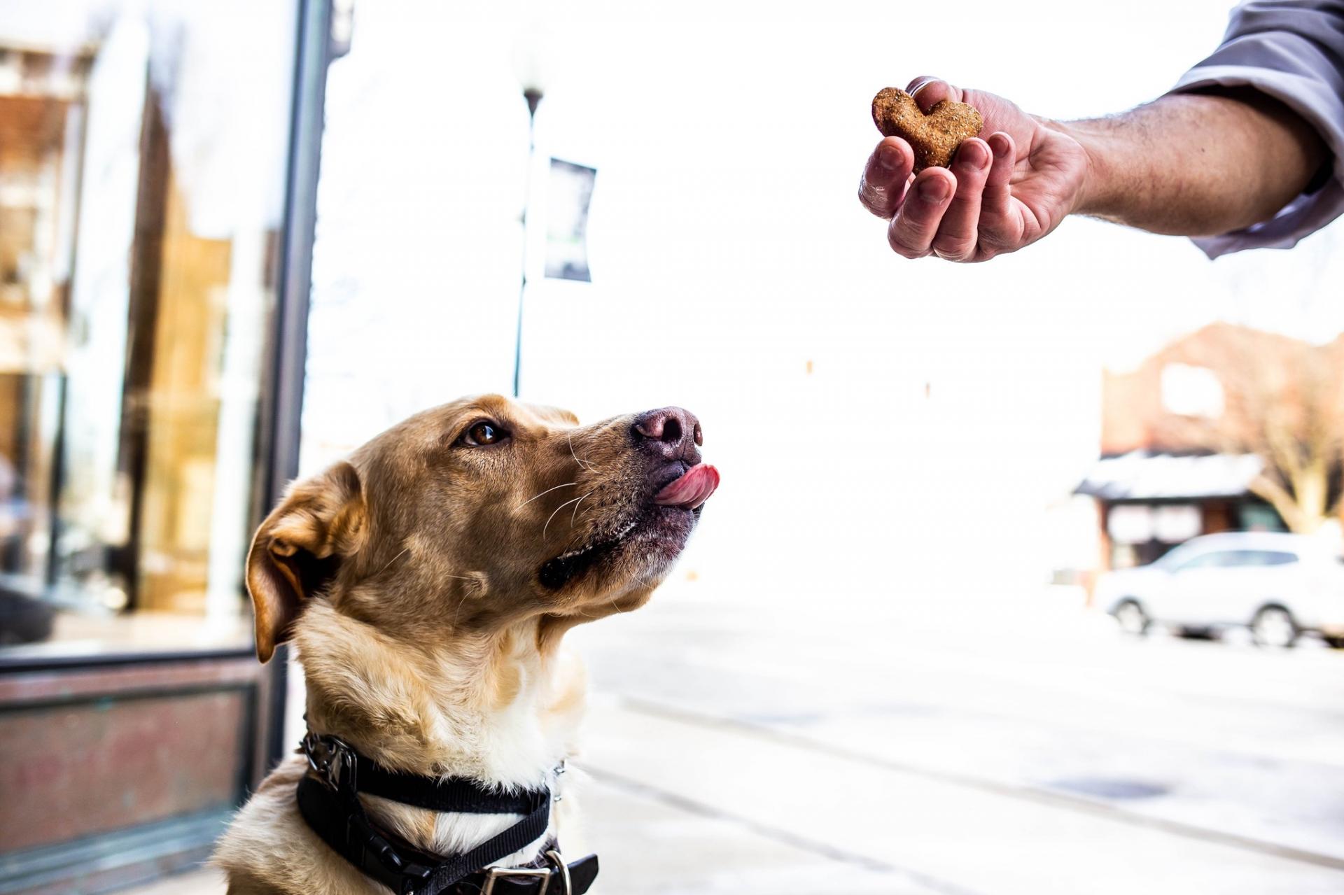 A person giving a treat to a dog.