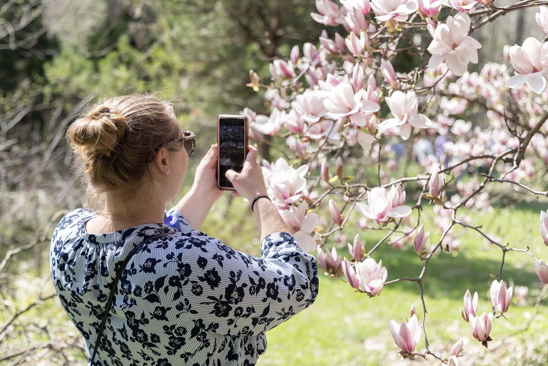 A person photographing flowers at Fernwood.