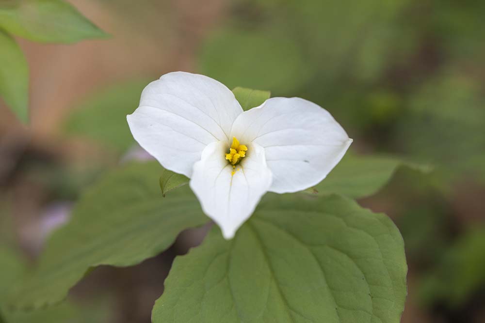white trillium flower